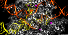 CRISPR