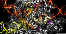 CRISPR